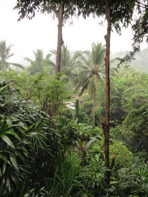 熱帯雨林の朝